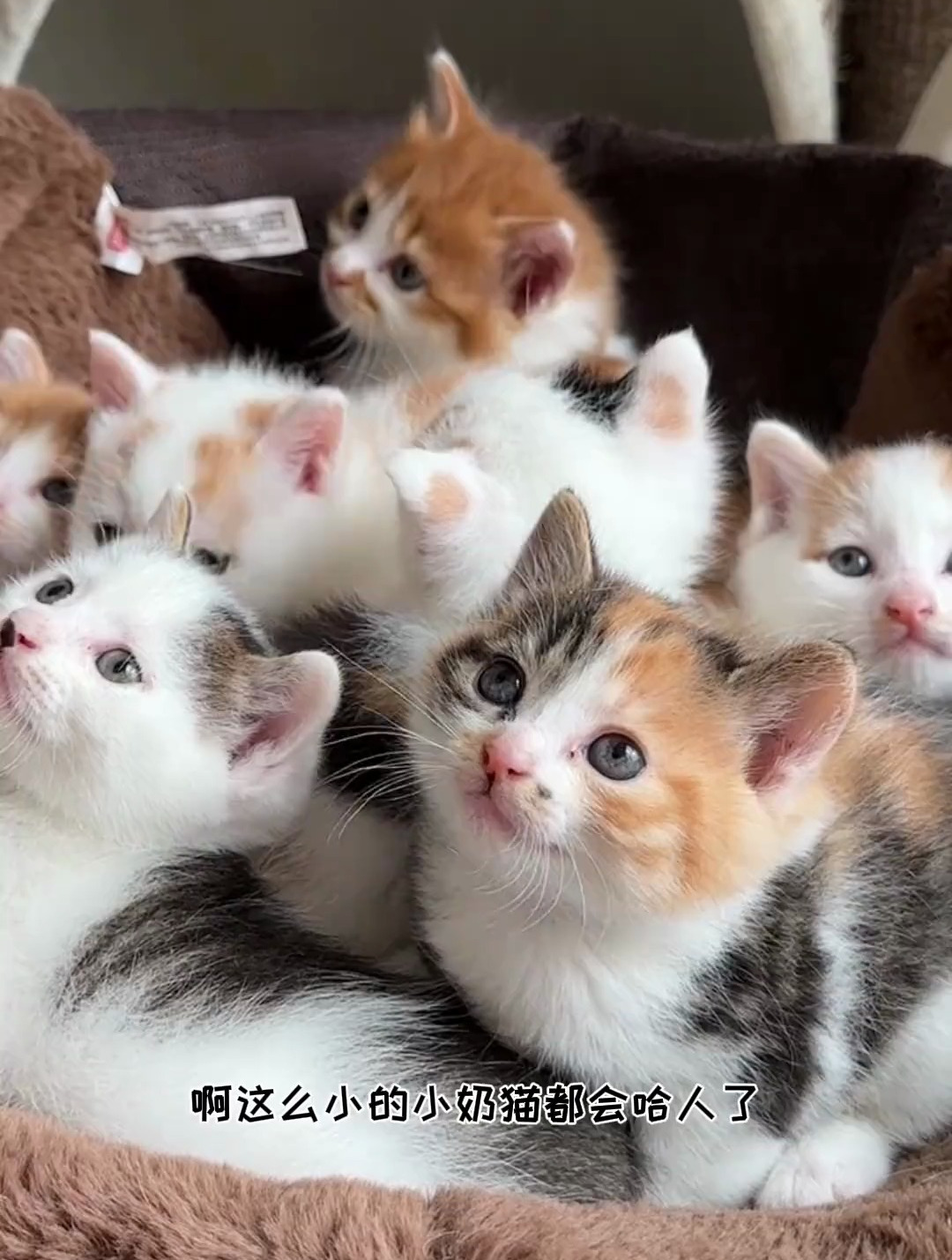 给小奶猫起名字(正经版)