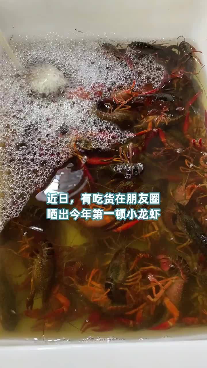 贵了!小龙虾尝鲜价一斤要五六十元 半个月后大量上市