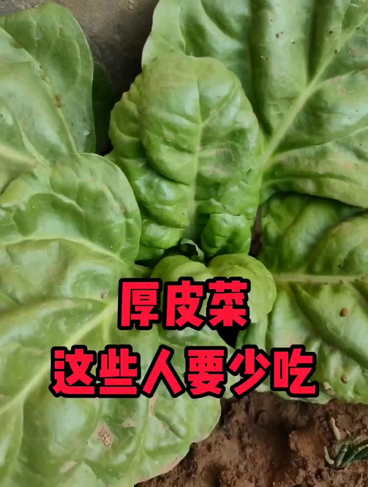 营养丰富的厚皮菜,人称“健美菜”,但这类人要少吃