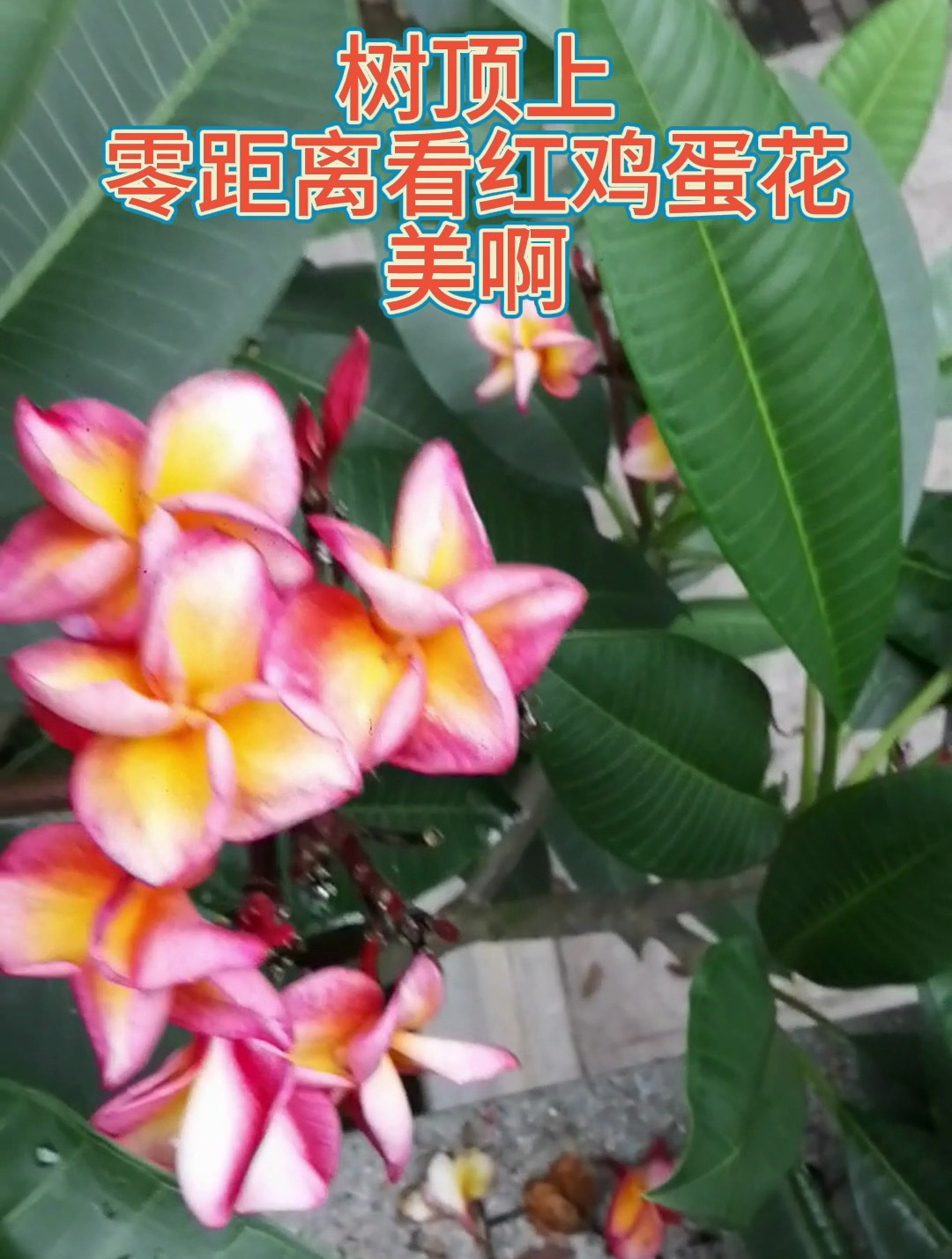 树顶上,零距离看红鸡蛋花,好美啊