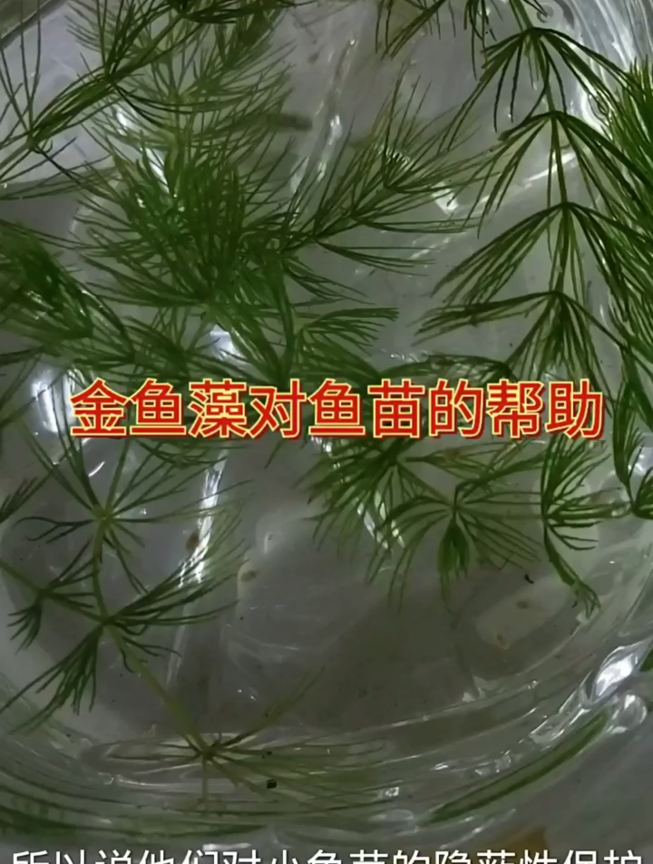 金鱼藻的用处?特别适合母鱼待产的一种草,非常容易成活……