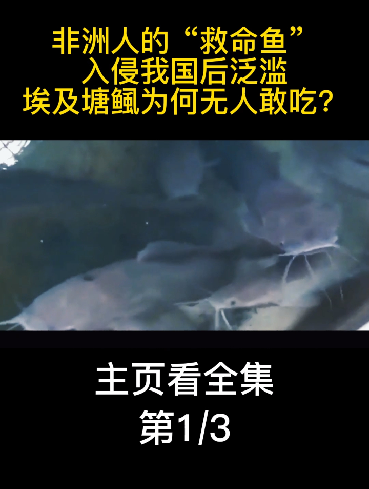 非洲人的“救命鱼”,入侵我国后泛滥,埃及塘鲺为何无人敢吃?