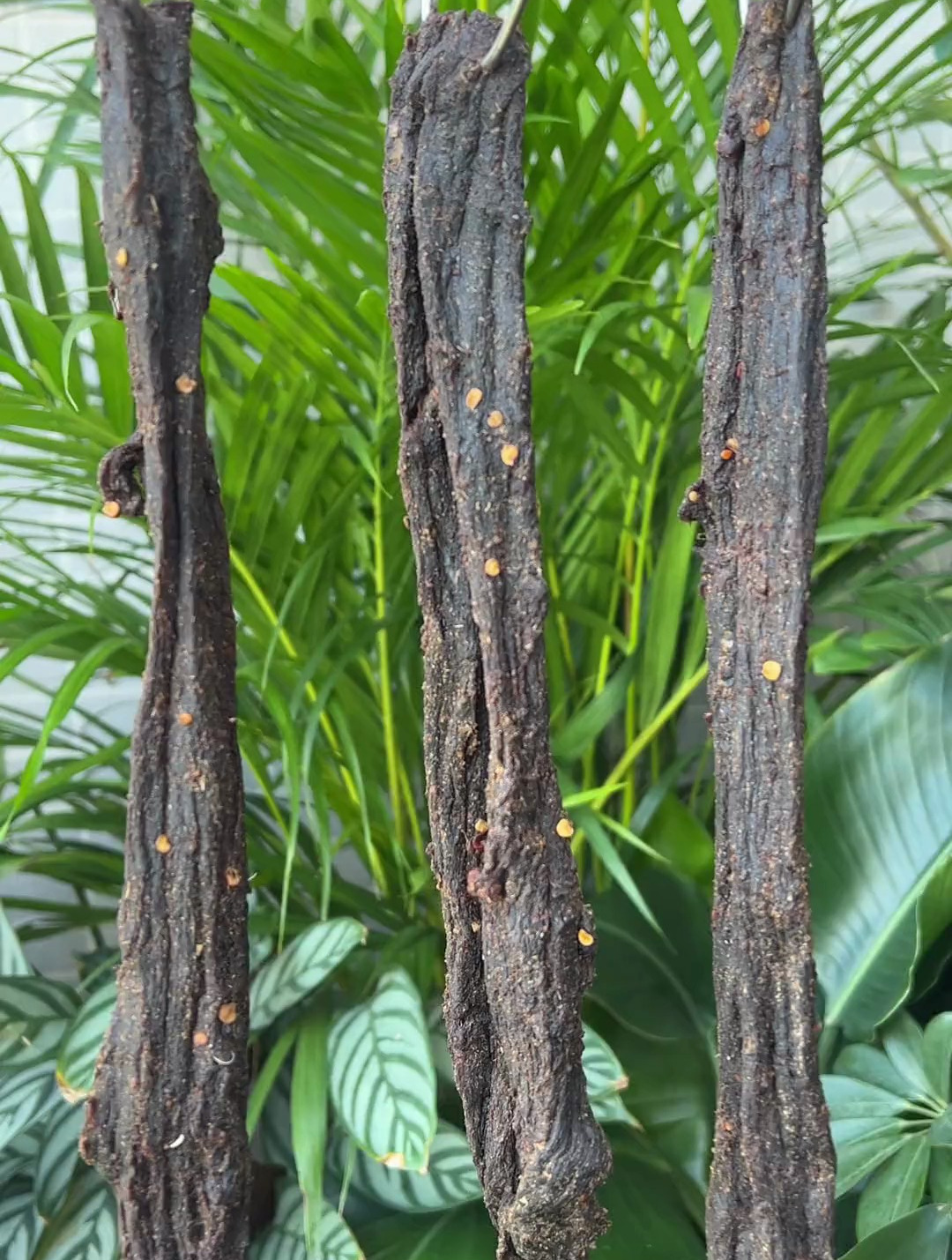 后续来了,体验了一次自制牛肉干,就是少了点辣味