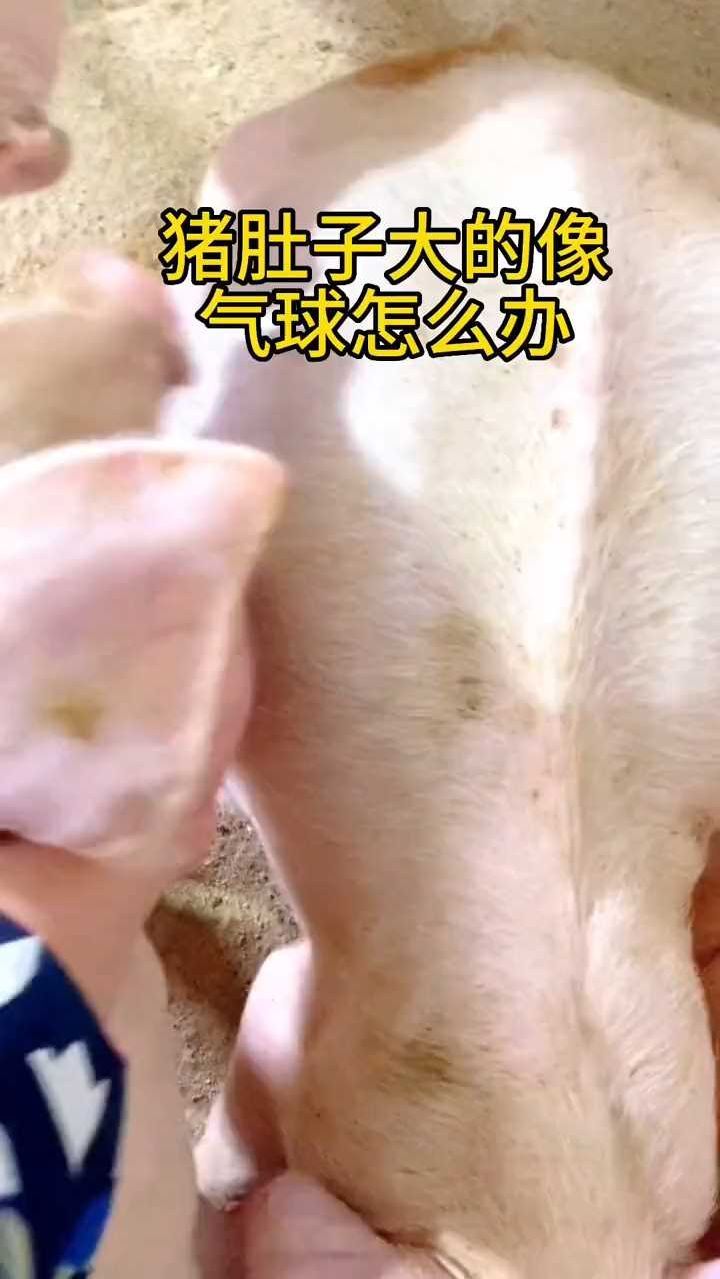 猪肚子大的很气球怎么办
