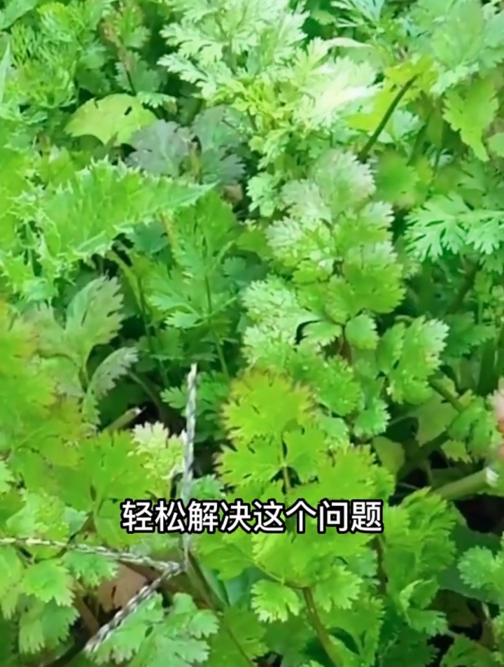 香菜叶发黄发紫怎么办?教您一招解决!