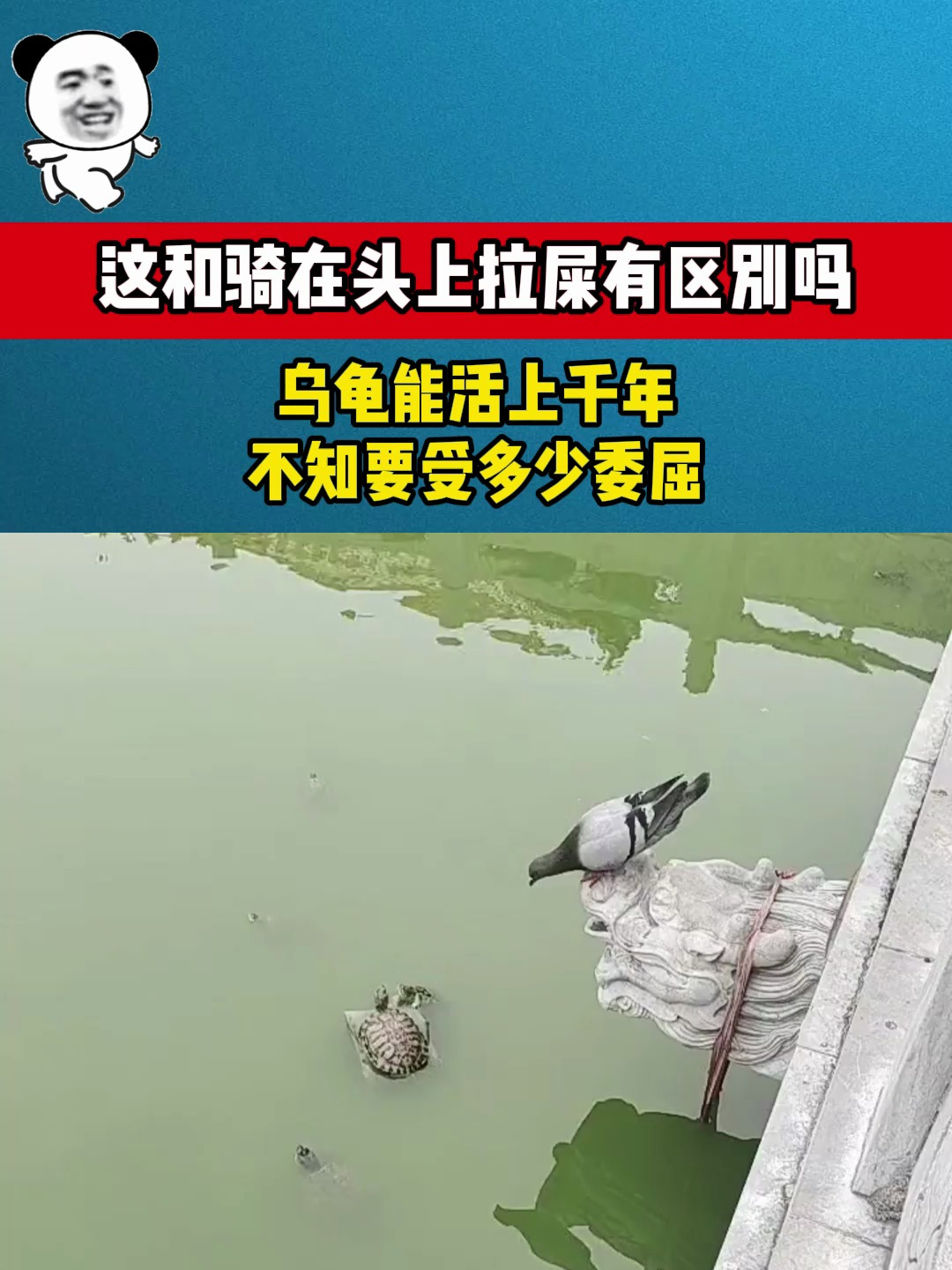 这和骑在头上拉屎有区别吗?乌龟能活上千年,不知要受多少委屈