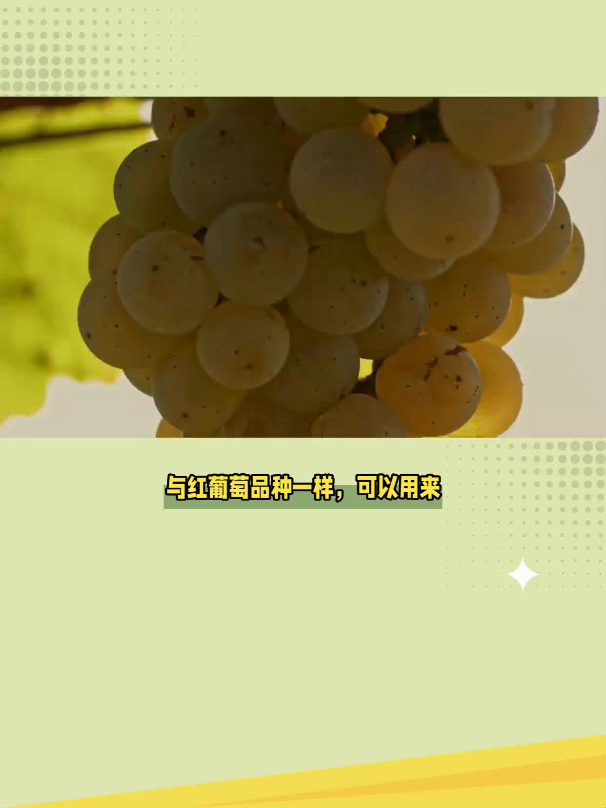 带你认识白葡萄酒的品种