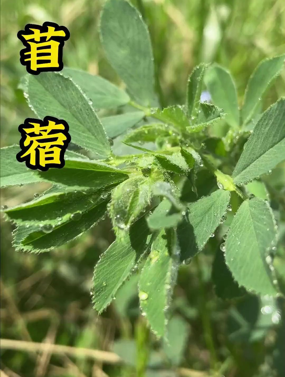植物科普：你知道苜蓿怎么读吗？它又有什么功效呢？