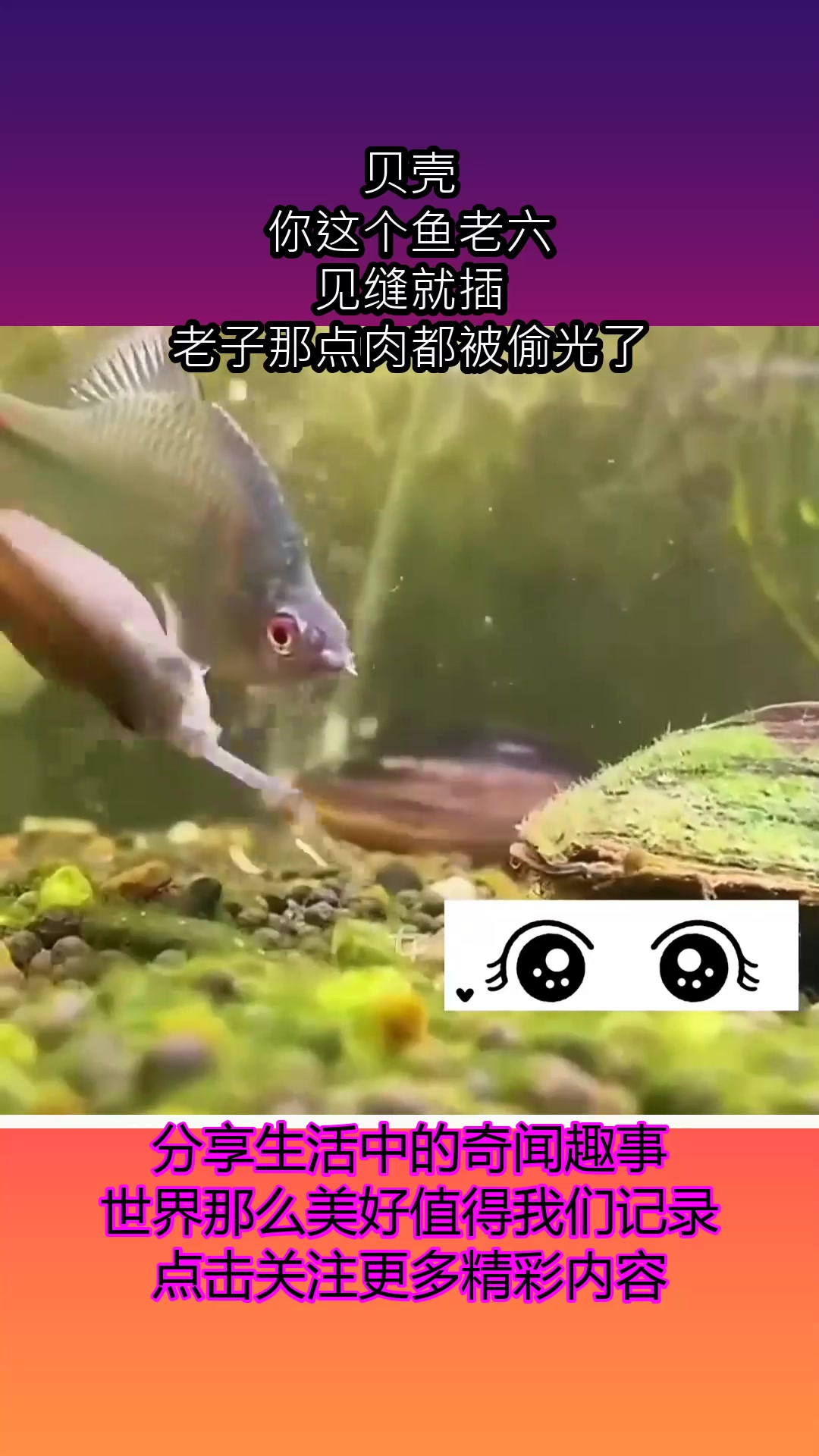 贝壳:你这个鱼老六,见缝就插,老子那点肉都被偷光了