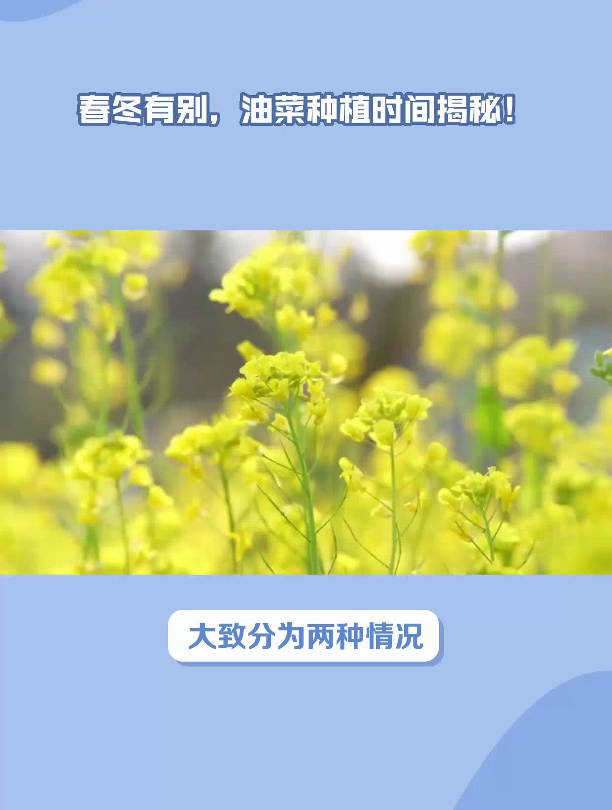 春冬有别,油菜种植时间揭秘!