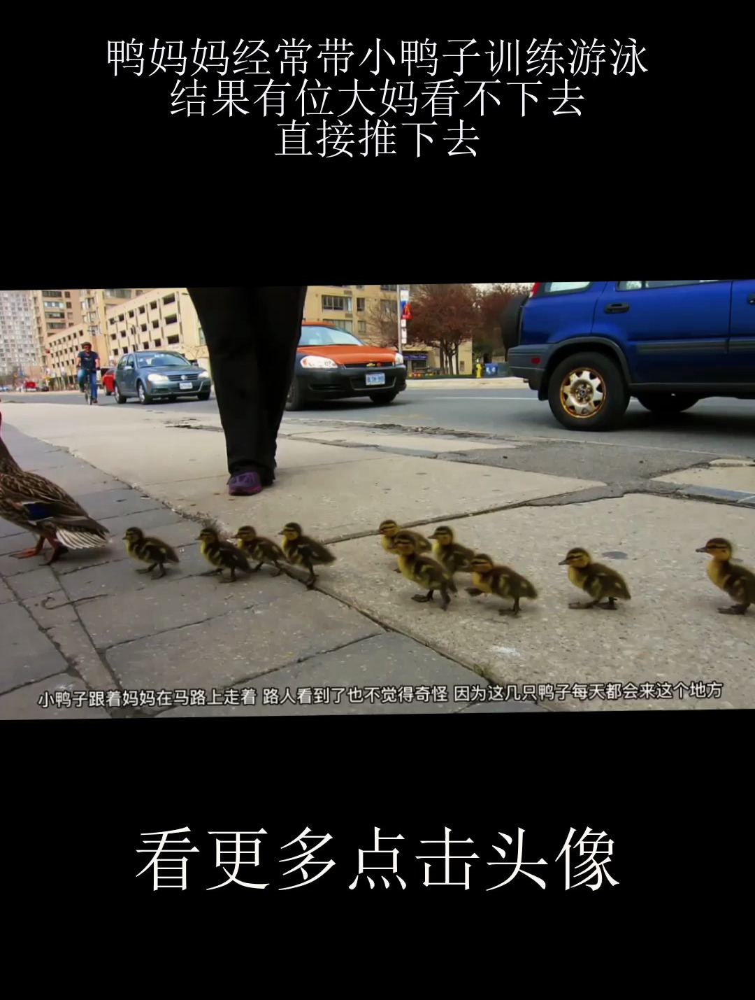 鸭妈妈经常带小鸭子训练游泳 结果有位大妈看不下去 直接推下去