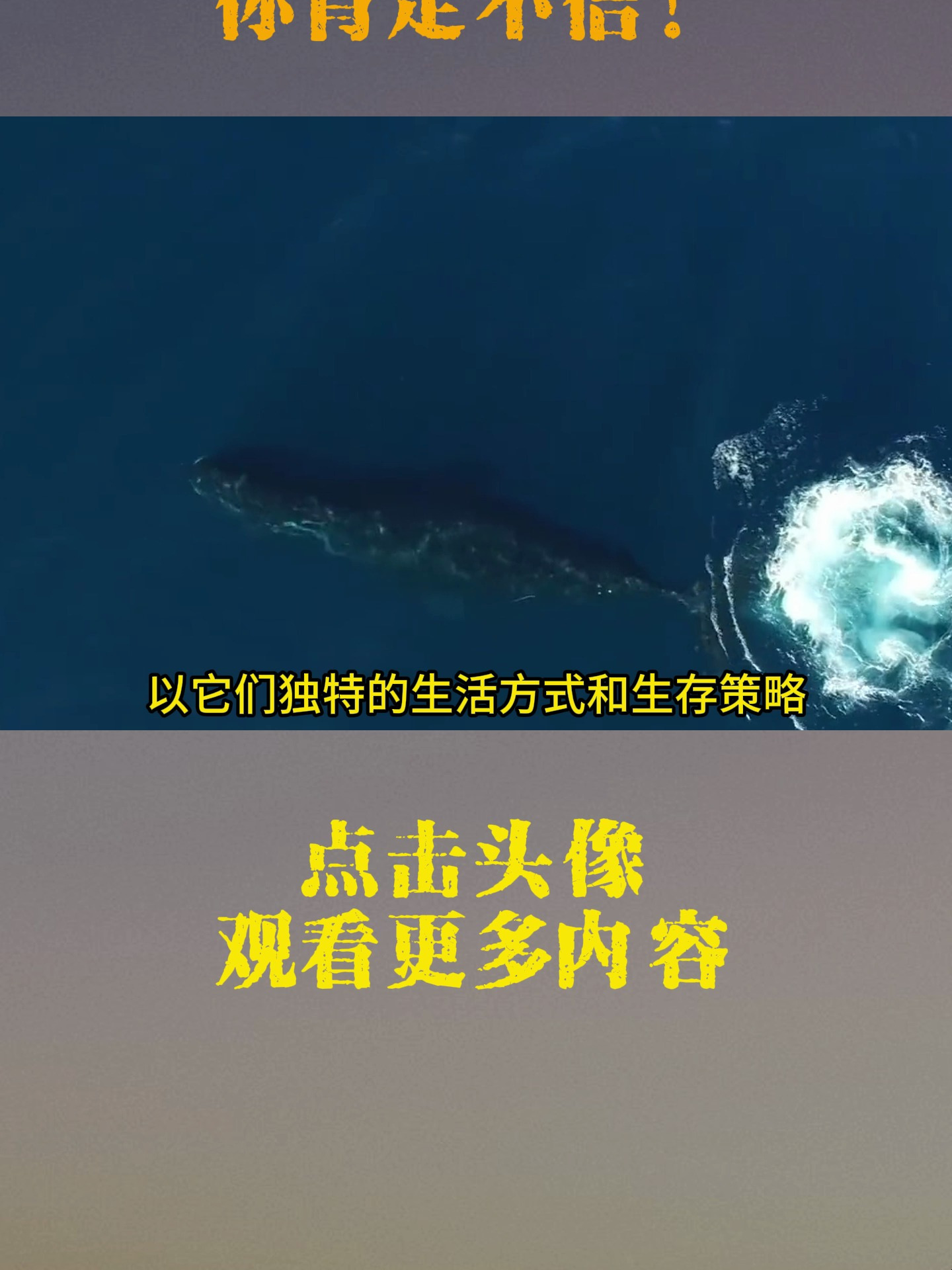 天啊!这群鲸鱼的特点也太惊人了吧!你肯定不信!