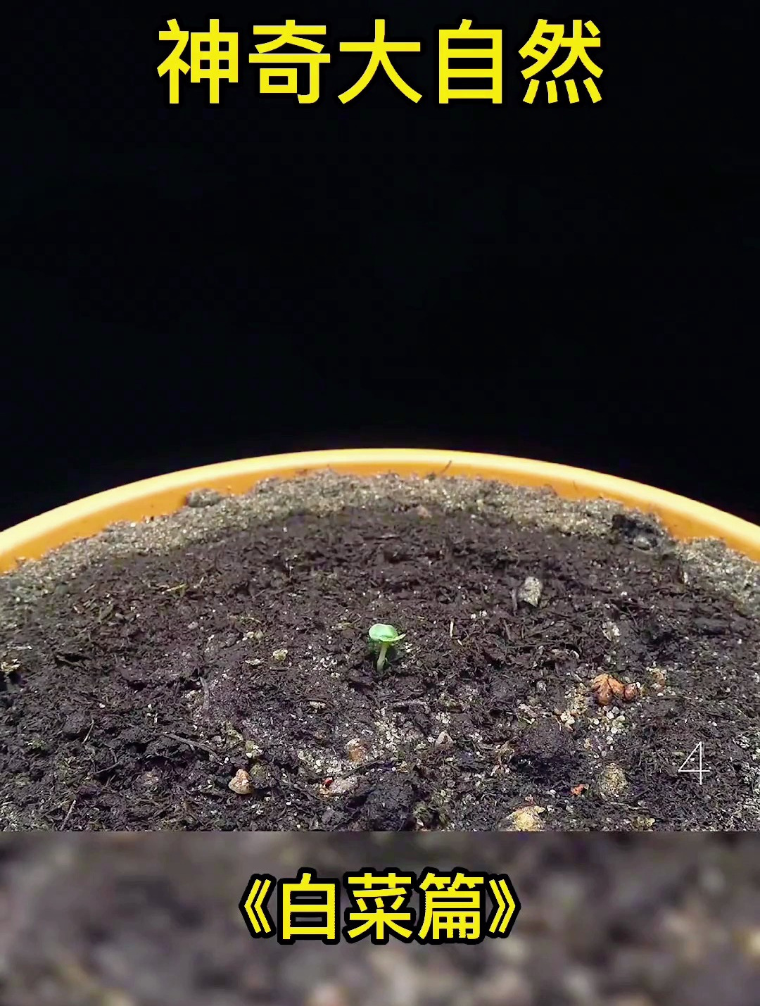 植物生长过程之白菜
