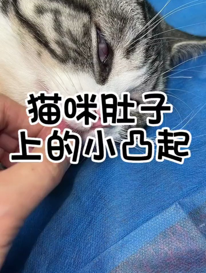 猫咪肚子上的小凸起,看看你家猫有没有