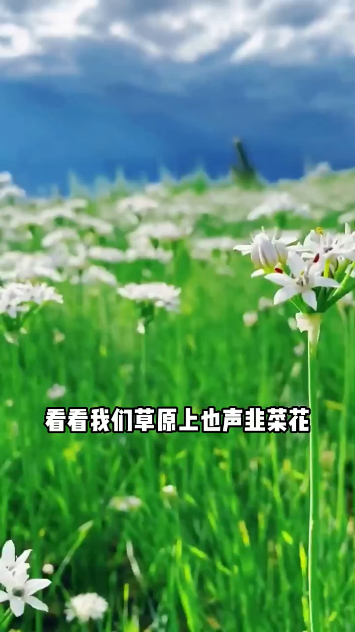 内蒙古大草原野生韭菜花,吃肉有了它,也能多吃两斤