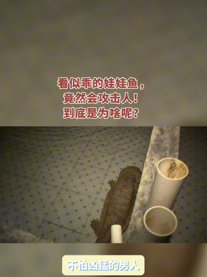 看似乖巧的娃娃鱼,还会攻击人!十分凶猛