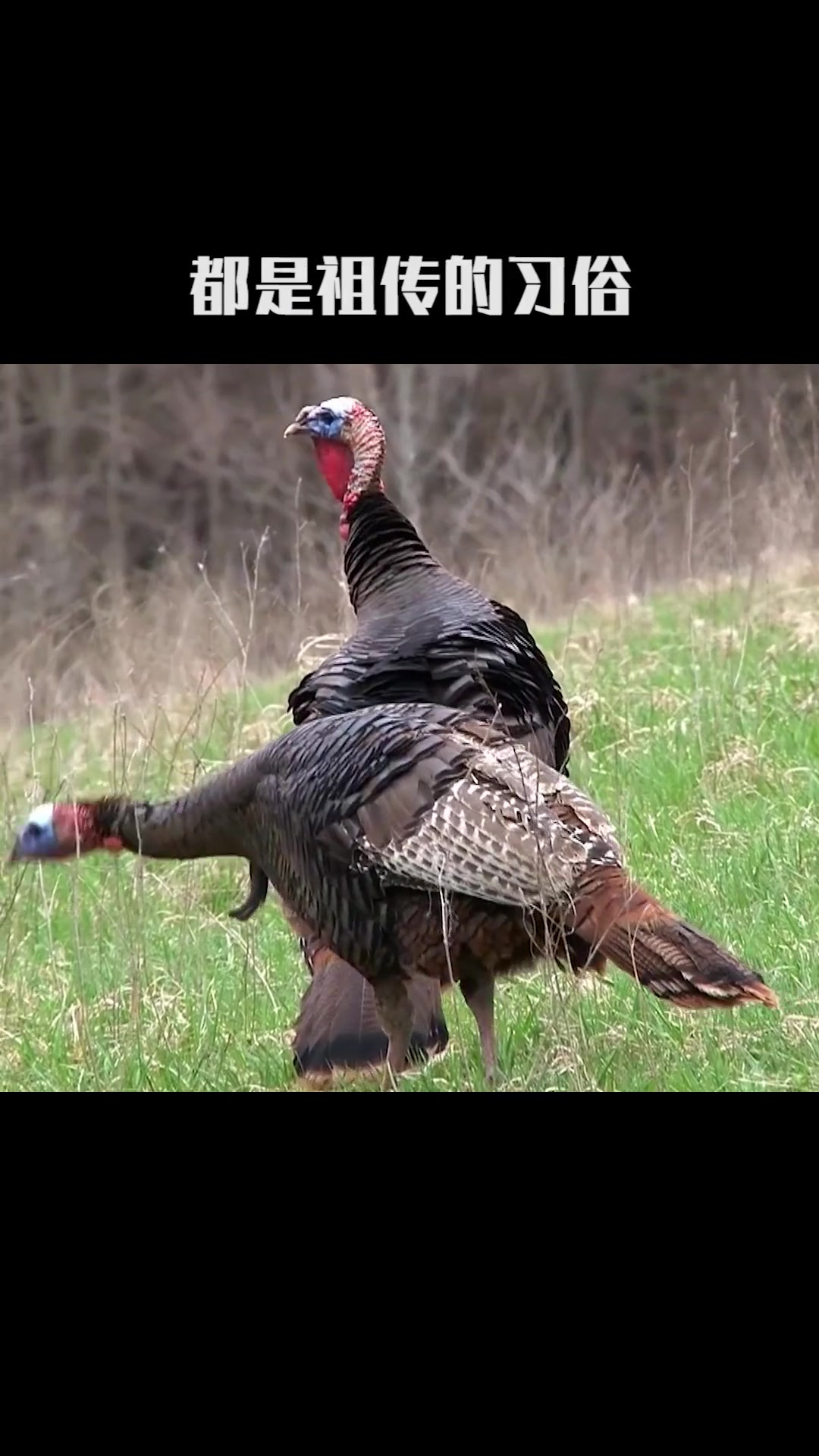 技能点都朝着口粮的方向进化着的火鸡