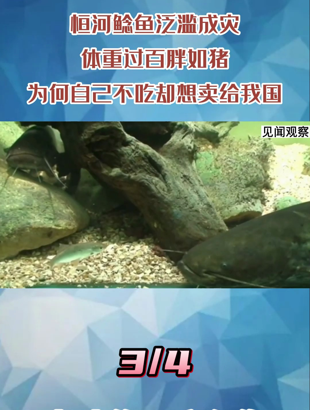 恒河鲶鱼泛滥成灾,体重过百胖如猪,自己不吃却想卖给我国?