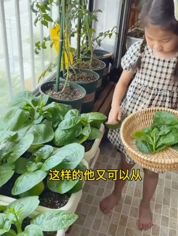 1次播种四季采收的大叶木耳菜种植全过程,方法简单值得一试!