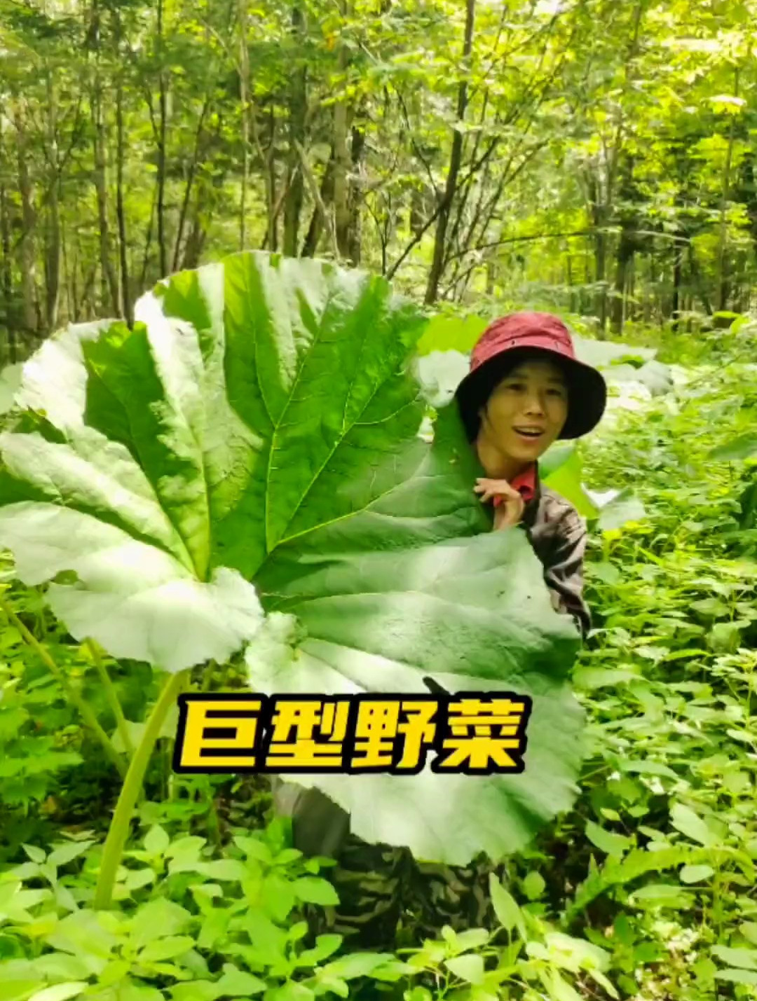 这是一种长得像荷叶,像大叶子,又像南瓜叶的巨型山野菜
