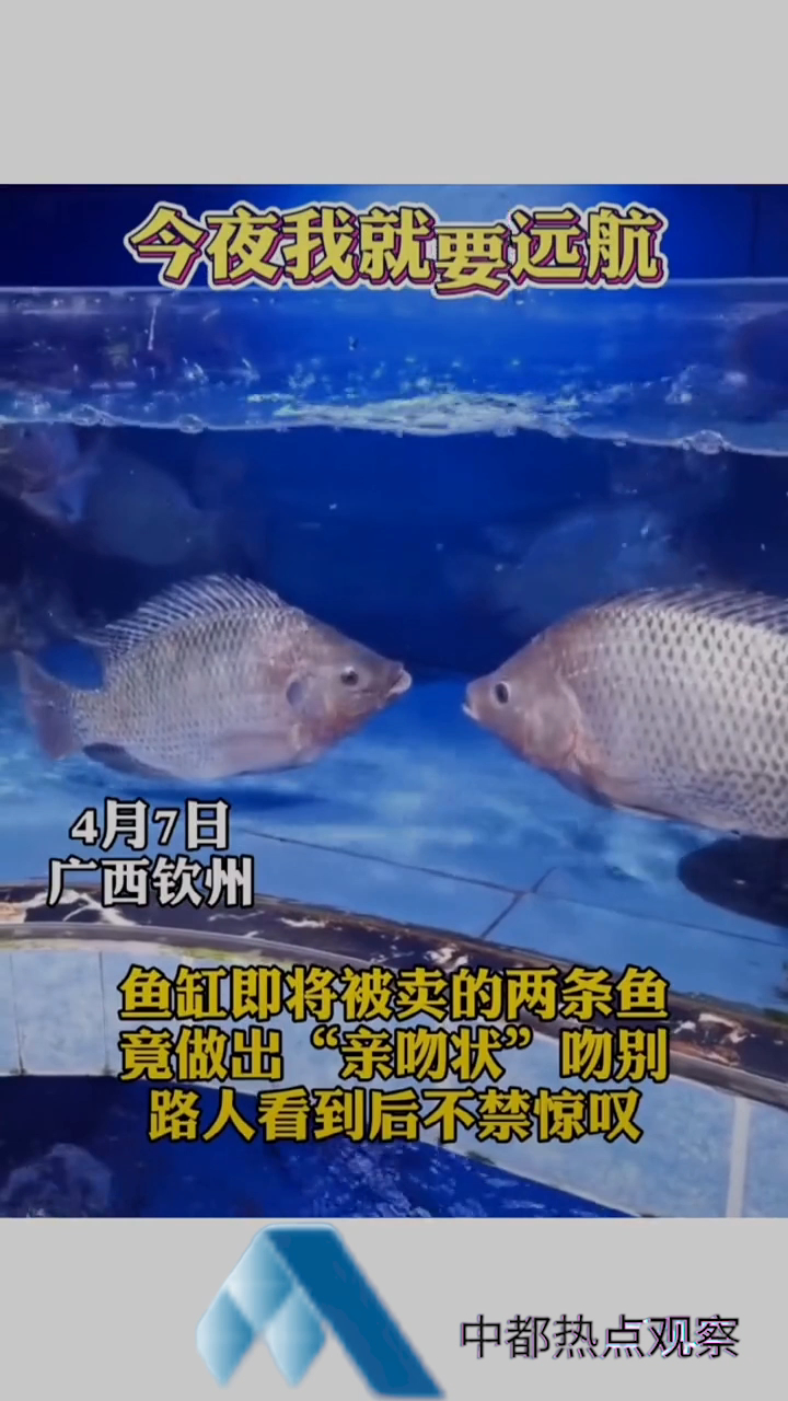 鱼缸即将被卖的两条鱼,竟做出亲吻庄吻别,路人看到后不禁惊叹!