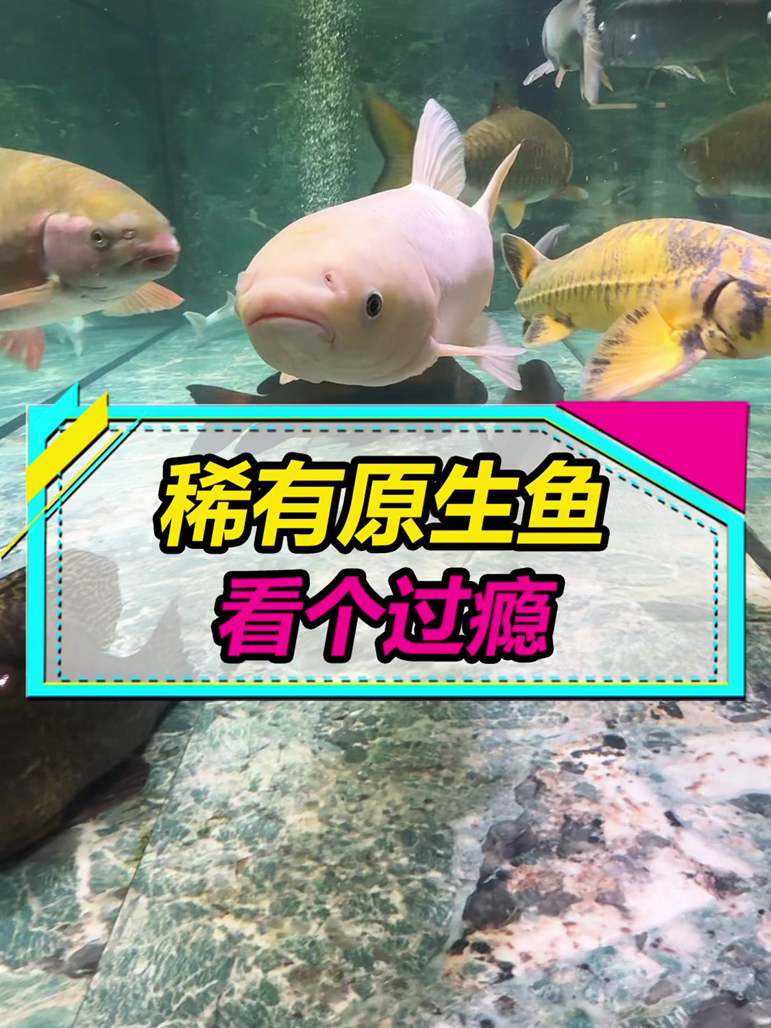 把钓回来的鱼养在鱼缸里!国内原生鱼天花板!