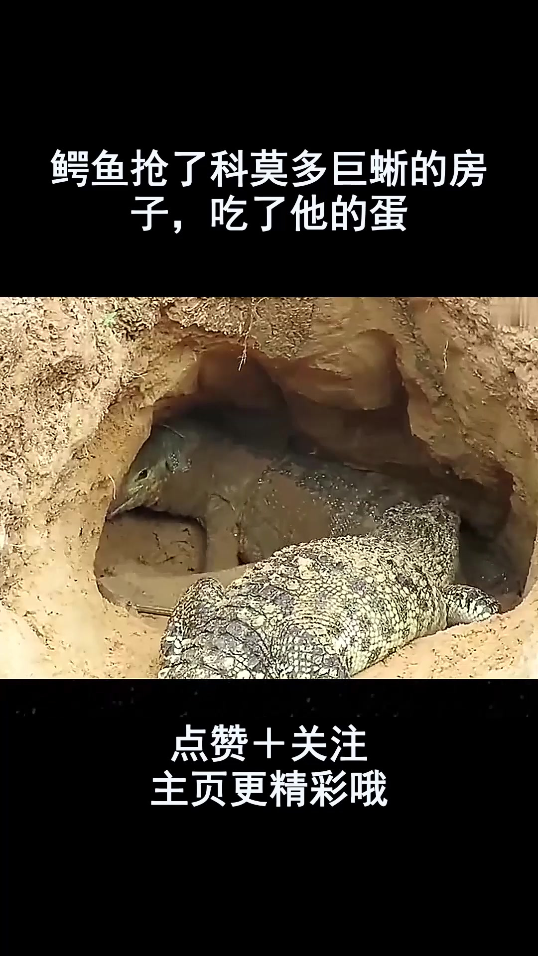 鳄鱼抢了科莫多巨蜥的房子,吃了他的蛋