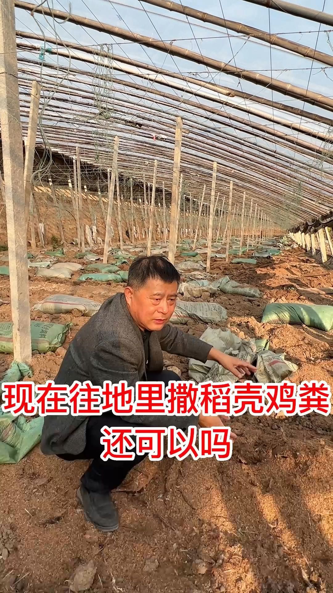 越冬茬用未腐熟的撒稻壳粪合适吗?有什么注意事项?