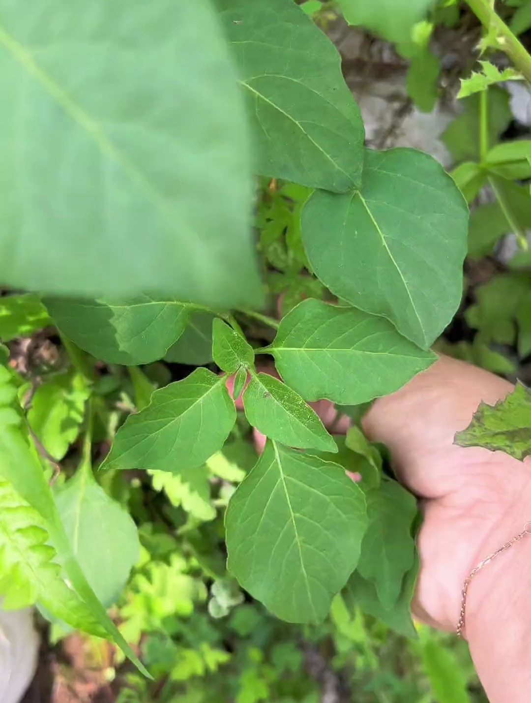 白花菜又叫龙葵,农村野菜