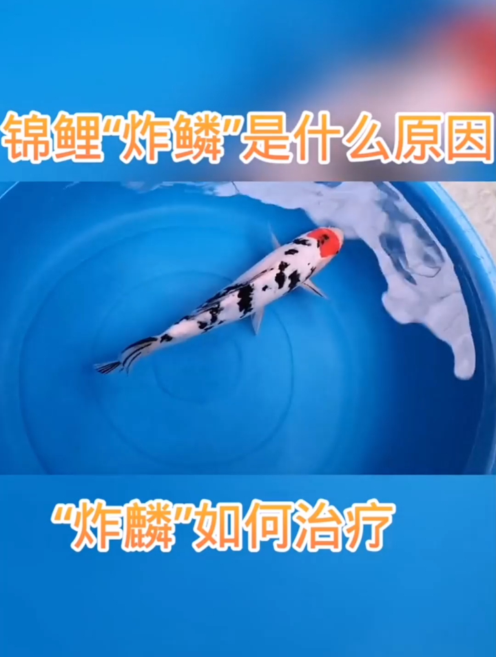 锦鲤“炸鳞”是什么原因引起的呢?分享养殖经验,看完评论区点评