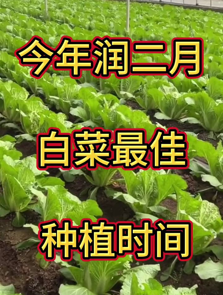 今年闰二月,秋季白菜什么时间种植最好