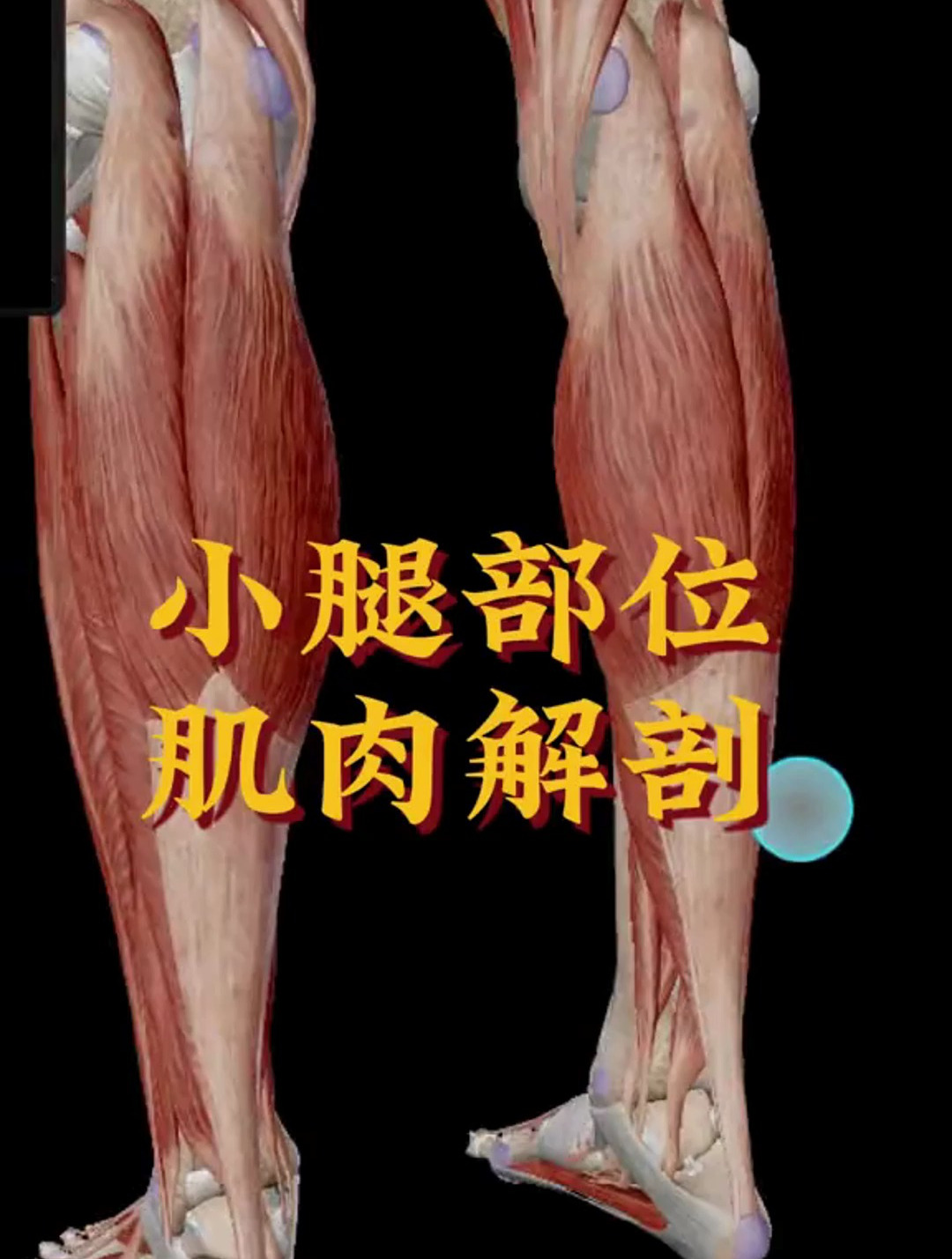 认识小腿部位肌肉