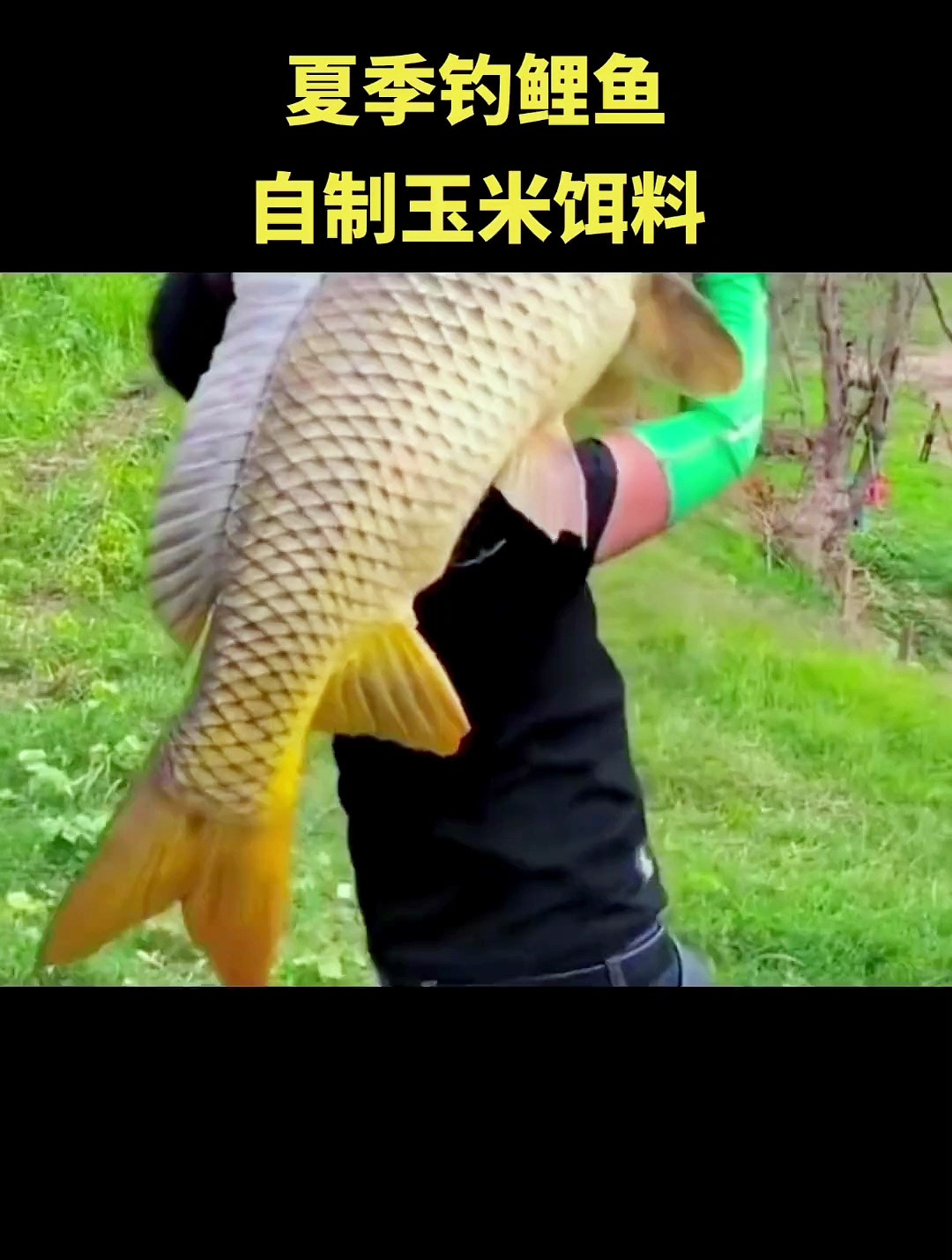 一款自制好用的鲫鱼饵料配方,真材实料四季好用,不比买的饵料差