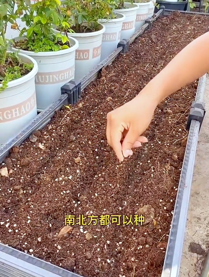 新手阳台种植上海青，掌握这3个小技巧，比老菜农种的都要好！