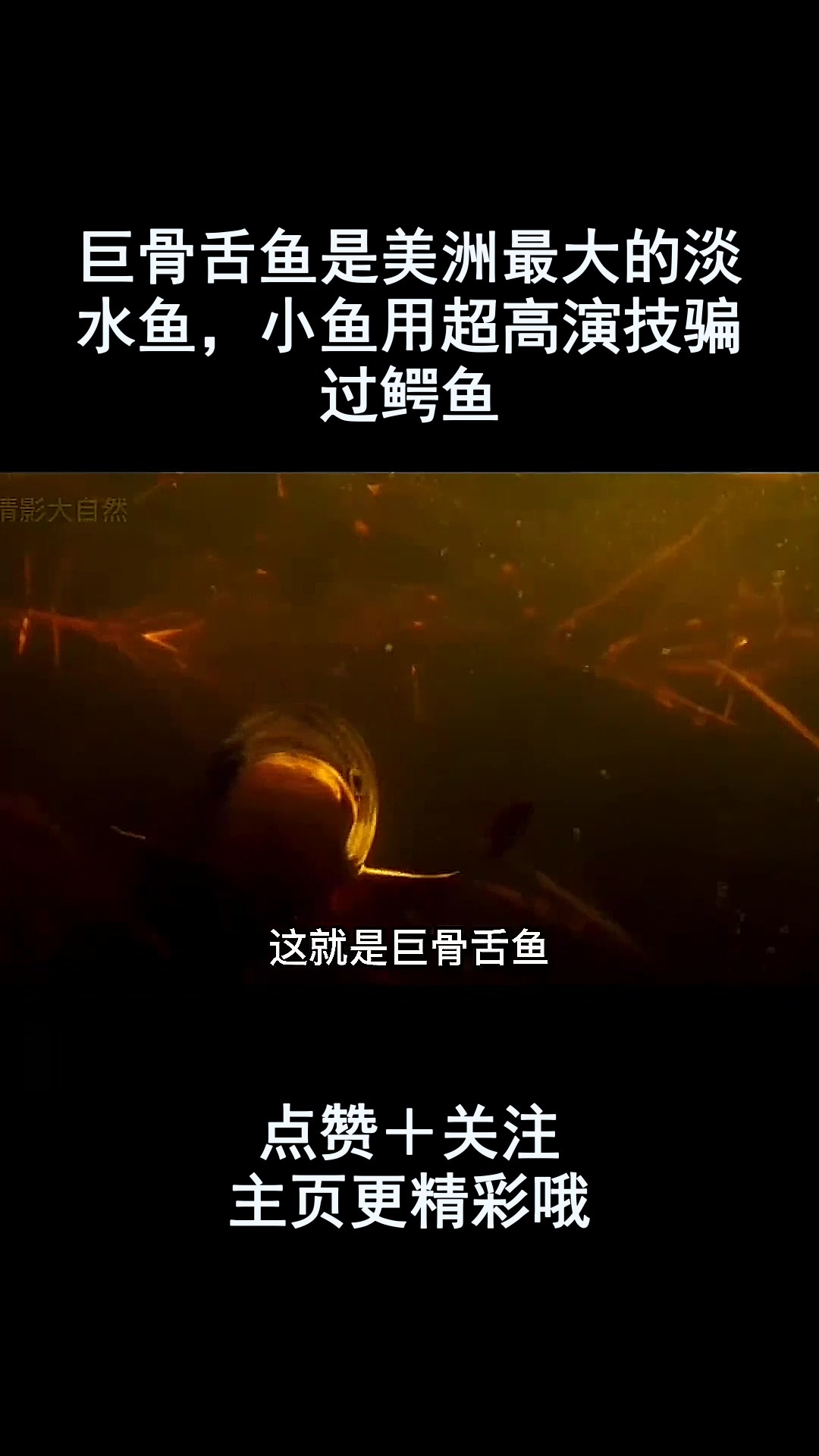 巨骨舌鱼是美洲最大的淡水鱼,小鱼用超高演技骗过鳄鱼
