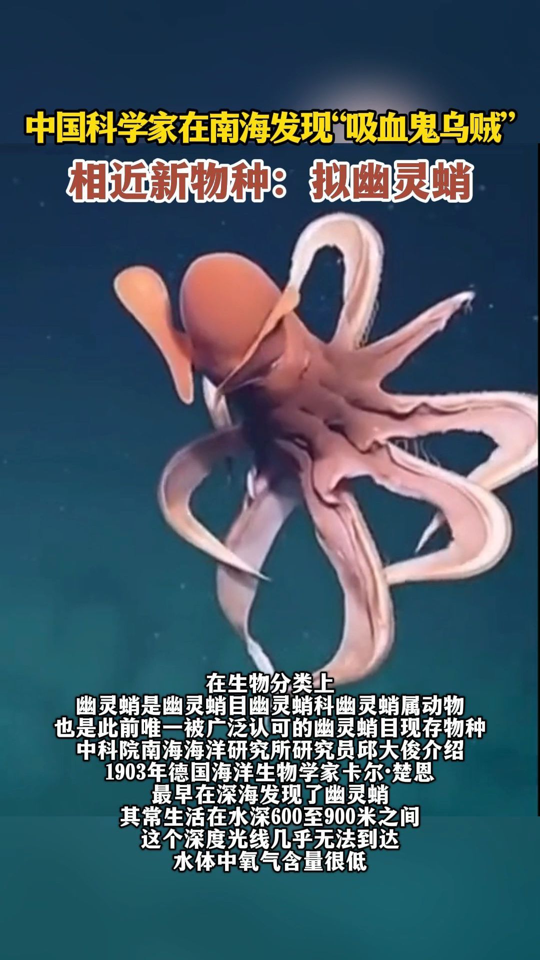 中国科学家在南海发现“吸血鬼乌贼”,相近新物种:拟幽灵蛸
