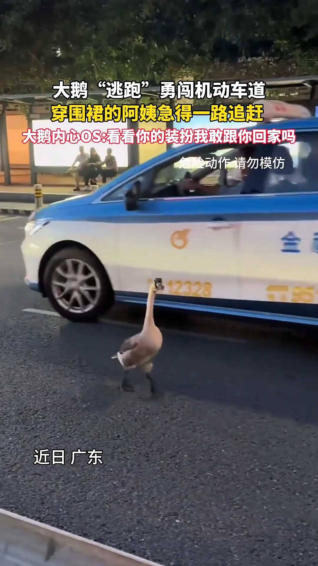大鹅偷溜到机动车道上散步,与穿围裙的阿姨上演“拉锯战”