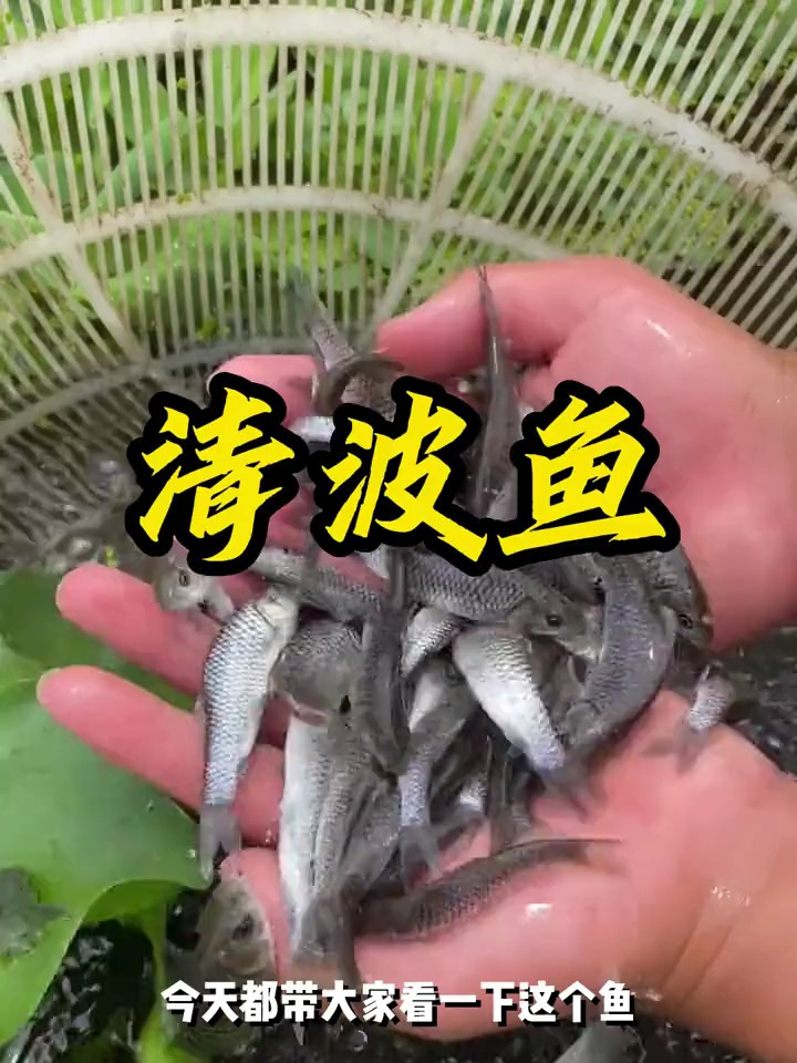 这是一种吃草菜叶的鱼,清波鱼和草鱼习性相似的鱼,能长三十多斤
