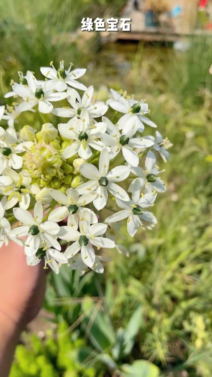开花洁白无瑕,花型像一个个小星星,也叫,耐热耐寒