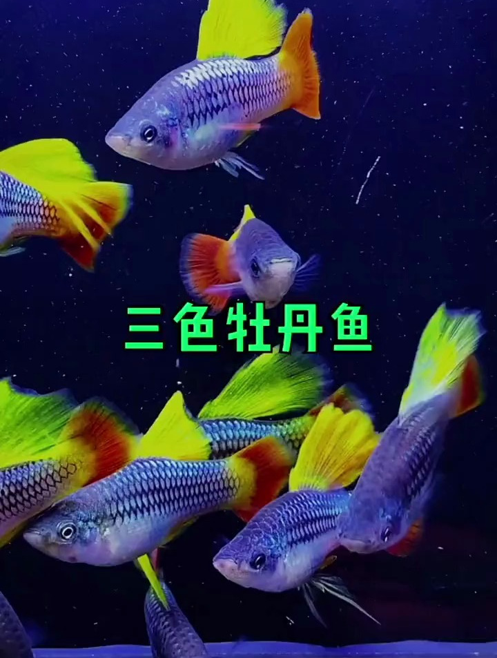 好看的观赏鱼,三色牡丹鱼