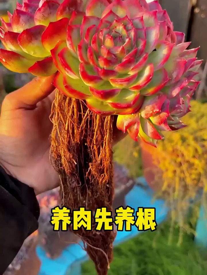 多肉植物养护小常识