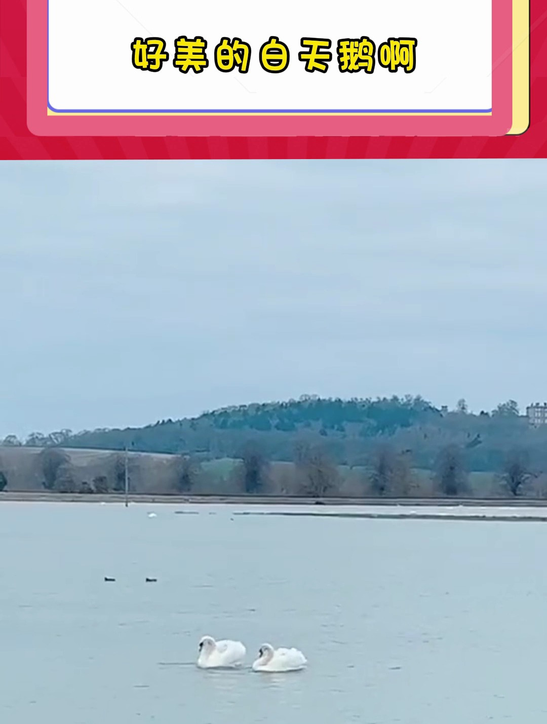 好美的白天鹅啊