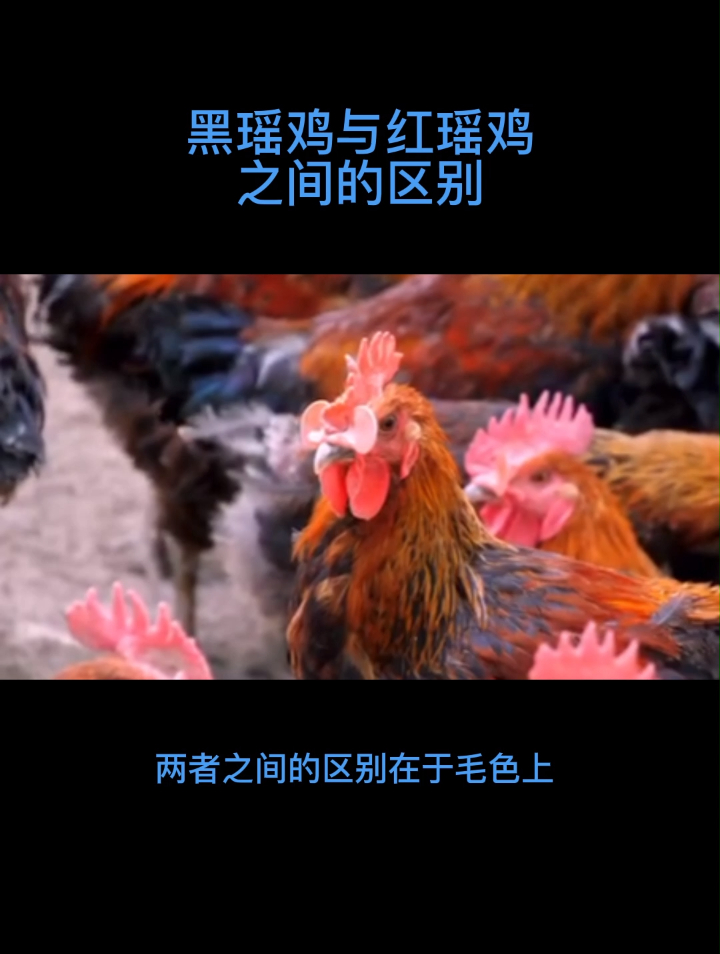 黑瑶鸡与红瑶鸡之间的区别
