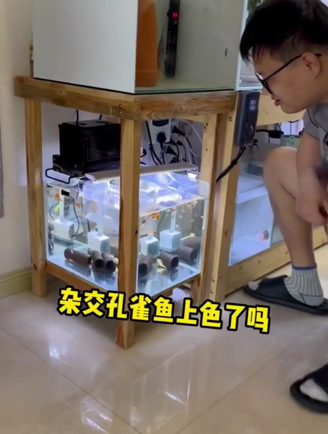 果然杂交的孔雀鱼一切随缘这小颜色整体很混乱啊