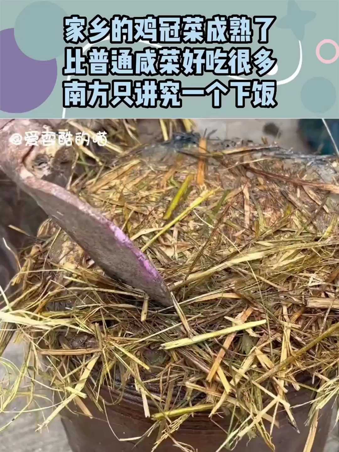 家乡的鸡冠菜成熟了,比普通咸菜好吃很多,南方只讲究一个下饭