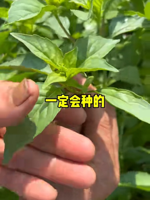 喜欢吃荆芥的朋友们,现在可以播种啦!