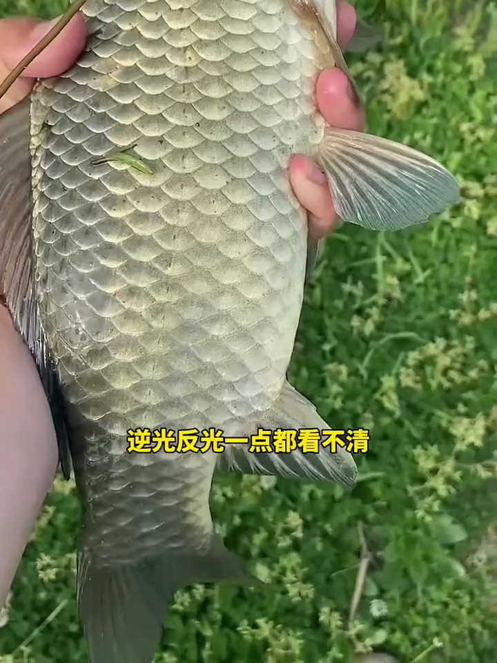 这才是冬天钓鲫鱼该用的立漂传统钓线组