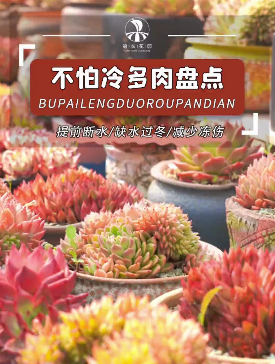 你还知道哪些多肉不怕冷!打在评论区吧!多肉植物 爱生活爱养花