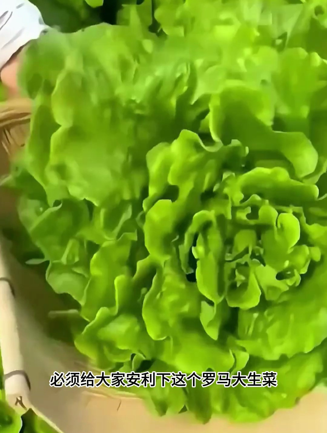 这个新品种生菜,个头大口感脆甜,一年四季都能种植!