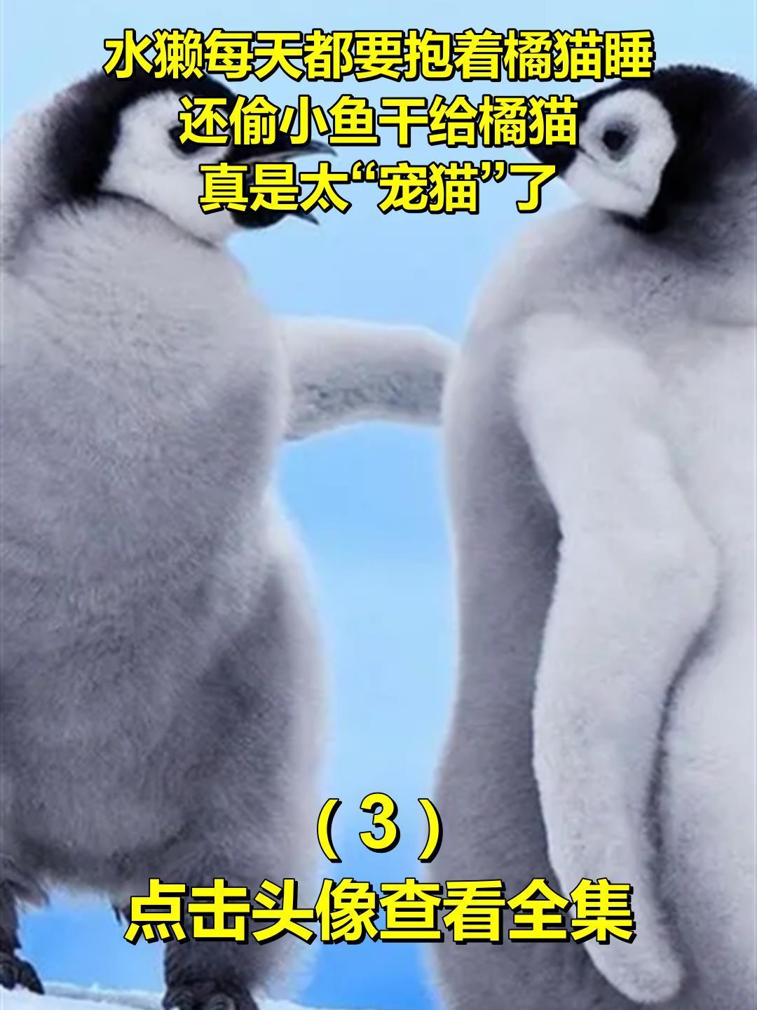 水獭每天都要抱着橘猫睡,还偷小鱼干给橘猫,真是太“宠猫”了!